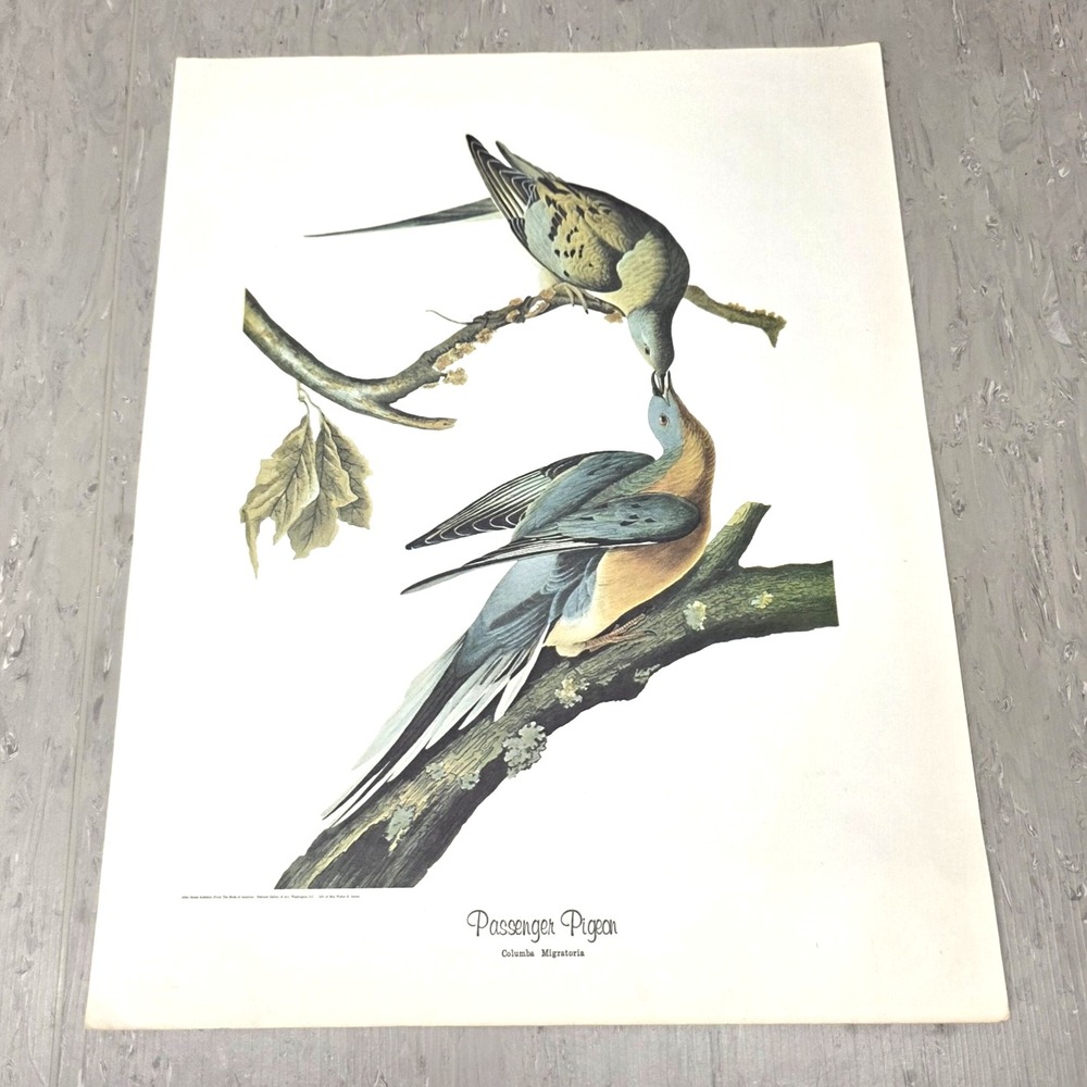 Vintage Audubon Passenger Pigeon Fine Art Print Wall Decor 14" x 18"